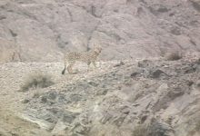 مشاهده یوزپلنگ مادر با 2 تولهاش در توران