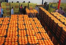 پایان حکومت دلالان میوه و مرکبات در باشت!