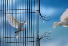 پرواز در قفس به مقصد کشورهای حاشیه خلیج فارس