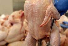 پرواز مرغ با پای لنگ