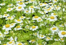 چگونه از گیاه «بابونه» برای تسکین درد استفاده کنیم؟