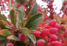 یاقوت سرخ و تحول اقتصاد در کوهبنان