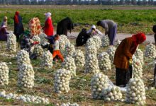 55 درصد تعاونیهای کشور در بخش کشاورزی فعال هستند