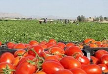 آغاز برداشت گوجه فرنگی زمستانه از مزارع هرمزگان