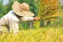 اجرانشدن سند ملی امنیت غذایی یک تهدید برای کشور است