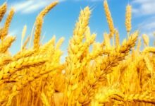 افزایش ۲۰ درصدی سطح جهش تولید در دیمزارهای کشور