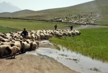 «ایل زوله»؛ حکایتی از عشایر سرگردان بین مبدا و مقصد