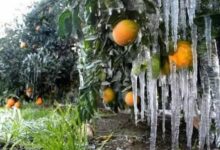 باغاتی که از زمهریر بیمهری به خواب عمیق زمستانی فرو رفتند