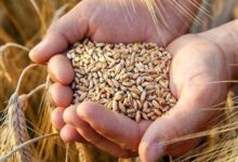 بلاتکلیفی چکش قیمت گندم روی میز دولتیها 