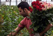 ثبت ۷ مناسبت جدید با نام محصولات کشاورزی در تقویم رسمی کشور
