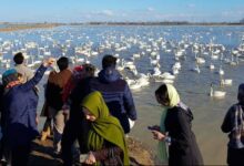 حال مهمانان زمستانی اینجا خوب است