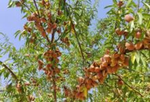 رشد ۲۸۴ درصدی صادرات بادام چهارمحال و بختیاری