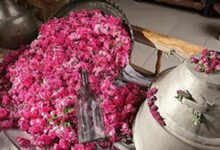 روز «گل محمدی و گلاب» در ضمیمه تقویم ملی کشور ثبت شد