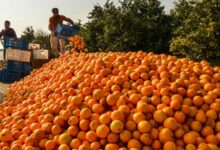 فصل شیرین دلالان و کام تلخ باغداران باشتی