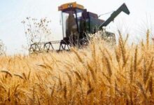 نرخ تضمینی خرید گندم تا پایان هفته آینده اعلام میشود