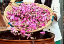 نوید حال خوش صنعت گلابگیری کاشان پس از ثبت روز ملی گل محمدی و گلاب