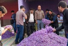 نیمی از طلای سرخ ایران در جیب سوداگران