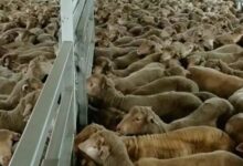واردات به کمک بازار گوشت می‌آید