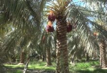 چشم طمع دلالان روی نخلهای شهر، شیرینی خرمای بم به کام کیست