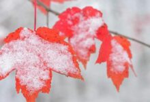 یزد برفی می شود