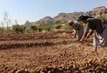 یمنیها با توسعه بخش کشاورزی تحریمهای غذایی را به چالش میکشند