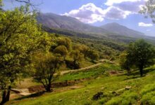 انتقال ۲۵۰ میلیون اصله نهال برای اجرای طرح کاشت یک میلیارد درخت آغاز شد