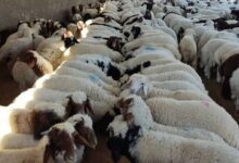 میزان ذخایر گوشت کشور بالا است/ ضرورت صادرات دام برای حمایت از تولید داخلی