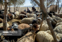 ایران رتبه چهارم تولید دام در جهان/ فرصت مناسبی برای بازگشایی صادرات دام است