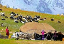 نقش مهم عشایر در امنیت غذایی و صیانت از تمامیت ارضی ایران/ سرمایهگذاری در دام عشایری گامی برای خودکفایی در تولید گوشت