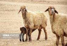 کاهش ۱۹ درصدی پرواربندی دام سبک در سال گذشته"
تغییرات پیشنهادی:
- **"افت ۱۹ درصدی پرورش دام سبک در سال ۱۴۰۲"**
- **"پرواربندی دام سبک با کاهش ۱۹ درصدی مواجه شد"**
- **"سال گذشته سهم پرواربندی دام سبک ۱۹ درصد کاهش یافت"**