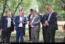 دادستان یاسوج به قطع درختان بلوط ورود کرد+تصویر