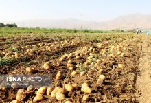 رفع ممنوعیت صادرات سیب زمینی پس از پایان دوره ۲ ماهه