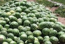 غلظت نیترات در هندوانه ایرانی کمتر از ۱۰ میلی گرم است