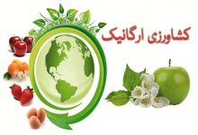 محصولات ارگانیک؛ از چالش گرانی تا فرصت‌های صادراتی در بازار جهانی