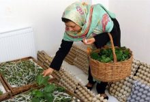 چرا مشاغل خرد فرصتهای شغلی بیشتری ایجاد میکنند؟