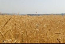 پرداخت 4 هزار 969 میلیارد تومان دیگر از مطالبات گندمکاران/ تسویه کامل تا 22 مهر