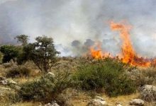 استاندار مازندران: در 5 منطقه جنگل‌های شمال‌ بحران آتش‌سوزی داشتیم‌