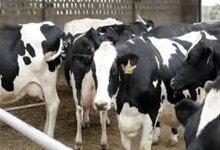 واردات 7 میلیون دز واکسن تب برفکی/ 10 بیماری استراتژیک دامی کشف شد