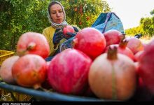 ثبت رویداد جشنواره انار جوشقان در تقویم ملی رویدادهای گردشگری کشور
