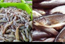 صادرات آبزیان ظرفیت تأمین ارز ۸ میلیارد یورویی کالاهای اساسی را دارد