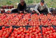 توسعه شبکه توزیع کالاهای اساسی در گلستان/ 5 روستابازار تا پایان سال افتتاح
می‌شود