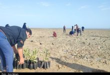 کاشت 2500 اصله نهال به نیت حاج قاسم در سراسر بوشهر+تصویر