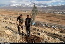 پویش نهال‌کاری به نیت حاج قاسم برگزار شد+تصاویر
