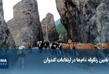 کوچ دام‌ها در محور کندوان؛ راهبندان ۲۴ ساعته برای عبور دام سبک و سنگین
