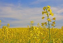 تاکید بر توسعه کشت کلزا؛ محصولی کمآببر با درآمدزایی بالاتر برای کشاورزان