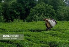 آغاز فصل برداشت دوم چای در شمال کشور/ پیش‌بینی تولید ۵۰ هزار تن برگ سبز
