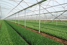 فعالیت ۲۴ هزار واحد گلخانه‌ای در کشور/ مراکز بخش خصوصی دوبرابر واحدهای دولتی است