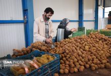 شناسهدار کردن انبارها و سورتینگها در دستور کار کارگروه صادرات آستارا
