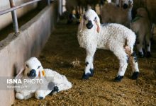 مدیرعامل اتحادیه دام سبک: سود اصلی گوشت به جیب تولیدکننده نمیرود/ واردات جای تولید داخلی را گرفته است
