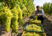انگور خلیلآباد؛ کیفیت ممتاز در سایه برندهای رقیب